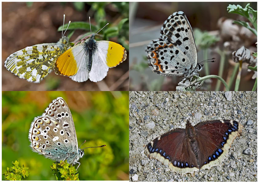 Tagfalter erfreuen unsere Herzen! (12) - Un regard en arrière et en avant: papillons.