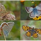 Tagfalter erfreuen unsere Herzen! (13) - Un regard en arrière et en avant: papillons.