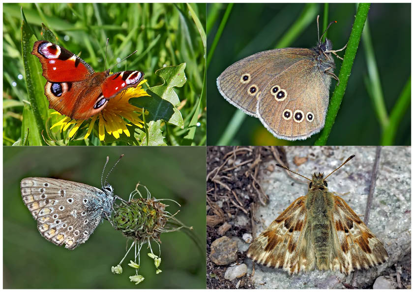 Tagfalter erfreuen unsere Herzen! (14) - Un regard en arrière et en avant: papillons.