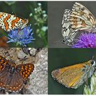 Tagfalter erfreuen unsere Herzen! (16) - Un regard en arrière et en avant: papillons.