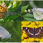 Tagfalter erfreuen unsere Herzen! (17) - Un regard en arrière et en avant: papillons.