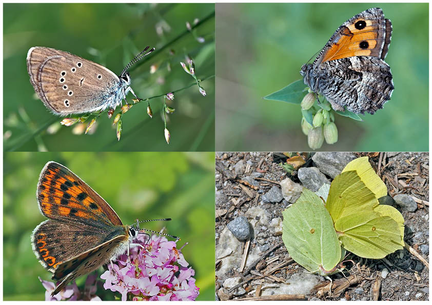 Tagfalter erfreuen unsere Herzen! (18) - Un regard en arrière et en avant: papillons.