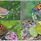 Tagfalter erfreuen unsere Herzen! (18) - Un regard en arrière et en avant: papillons.