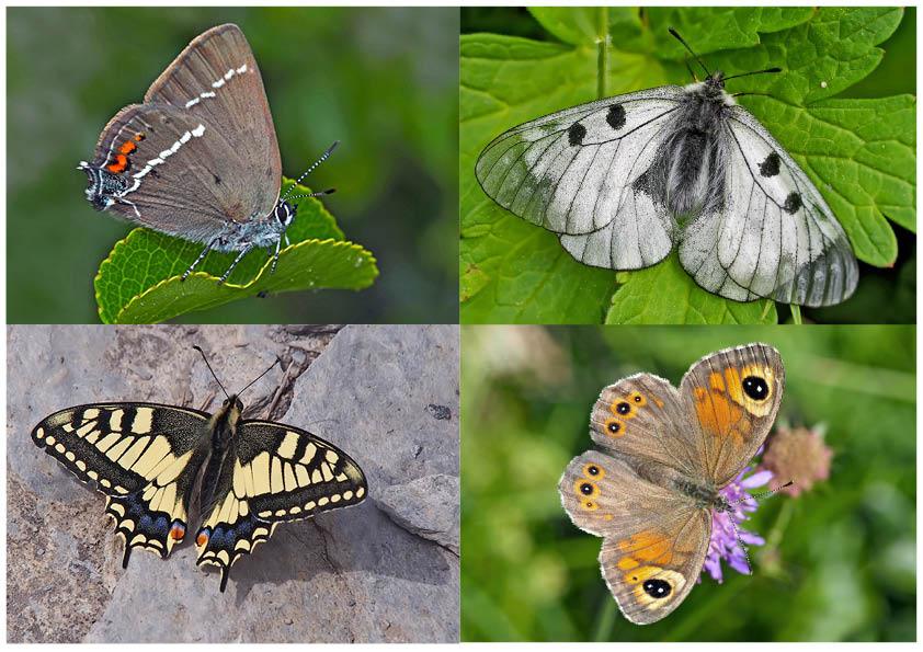 Tagfalter erfreuen unsere Herzen! (2) - Un regard en arrière et en avant: papillons.