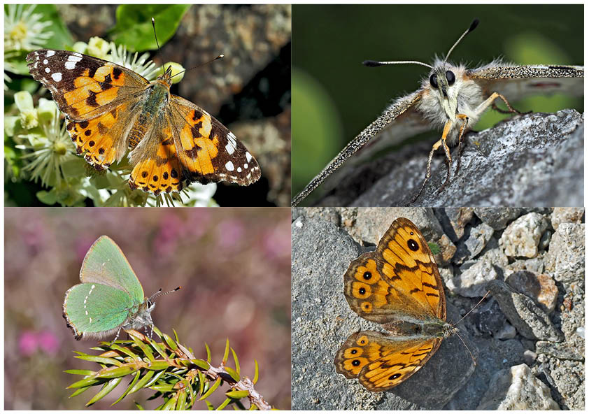 Tagfalter erfreuen unsere Herzen! (21) - Un regard en arrière et en avant: papillons.