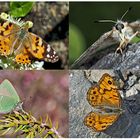 Tagfalter erfreuen unsere Herzen! (21) - Un regard en arrière et en avant: papillons.