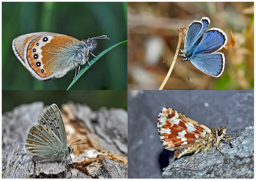 Tagfalter erfreuen unsere Herzen! (22) - Un regard en arrière et en avant: papillons.