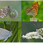 Tagfalter erfreuen unsere Herzen! (23) - Un regard en arrière et en avant: papillons.