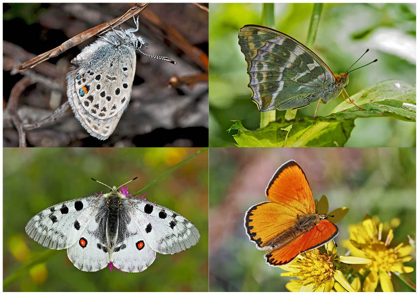 Tagfalter erfreuen unsere Herzen! (4) - Un regard en arrière et en avant: papillons. 