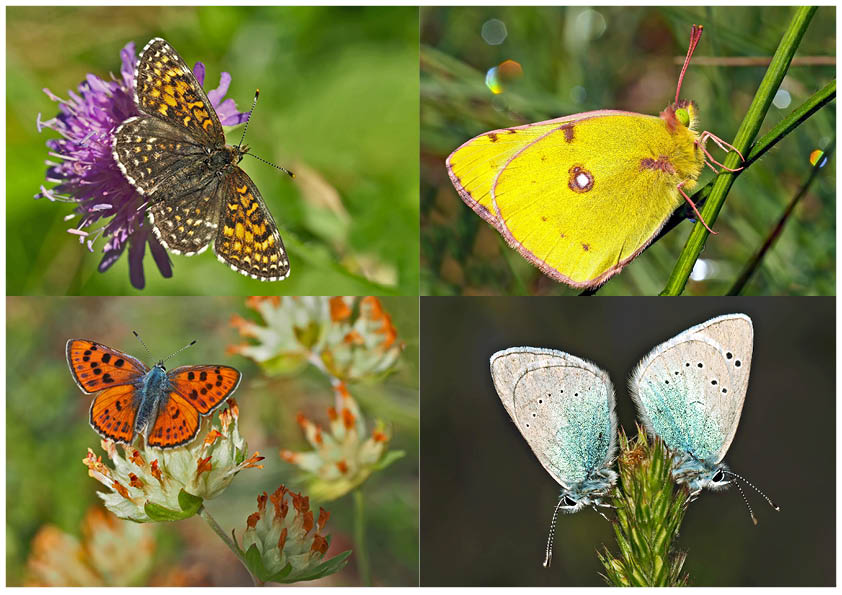 Tagfalter erfreuen unsere Herzen! (5) - Un regard en arrière et en avant: papillons.