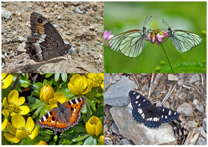 Tagfalter erfreuen unsere Herzen! (6) - Un regard en arrière et en avant: papillons.