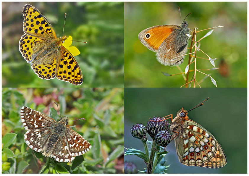 Tagfalter erfreuen unsere Herzen! (7) - Un regard en arrière et en avant: papillons.