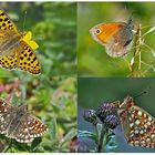 Tagfalter erfreuen unsere Herzen! (7) - Un regard en arrière et en avant: papillons.