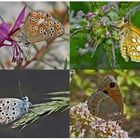 Tagfalter erfreuen unsere Herzen! (8) - Un regard en arrière et en avant: papillons.