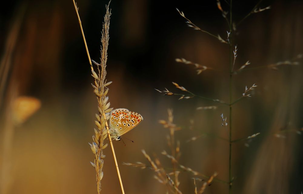 Tagfalter im Abendlicht..