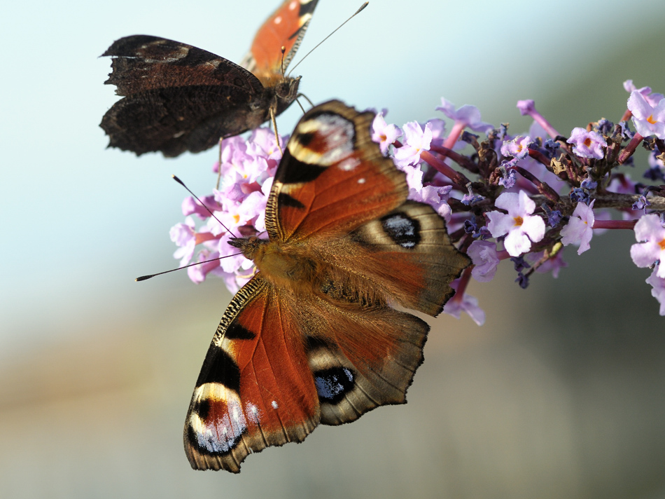 Tagfalter * Makro * XI "Tagpfauenauge"