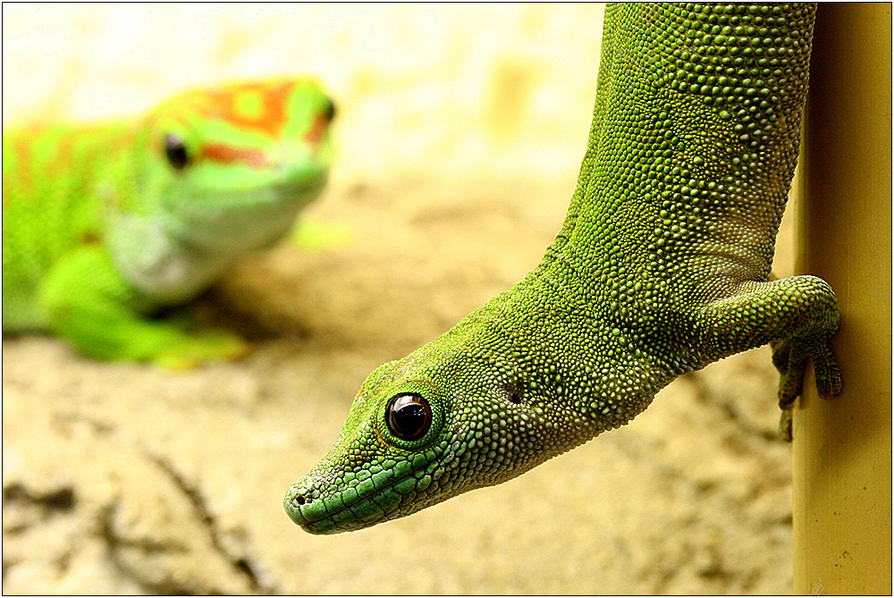 Taggecko Foto & Bild tiere, zoo, wildpark & falknerei, amphibien