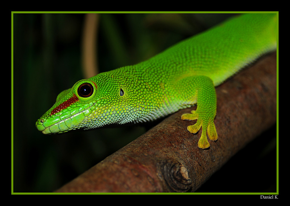 Taggecko aus dem Augsburger Zoo