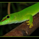 Taggecko aus dem Augsburger Zoo