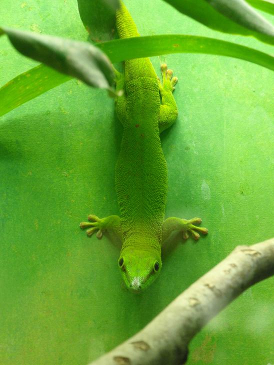 Taggecko im Zoo Augsburg