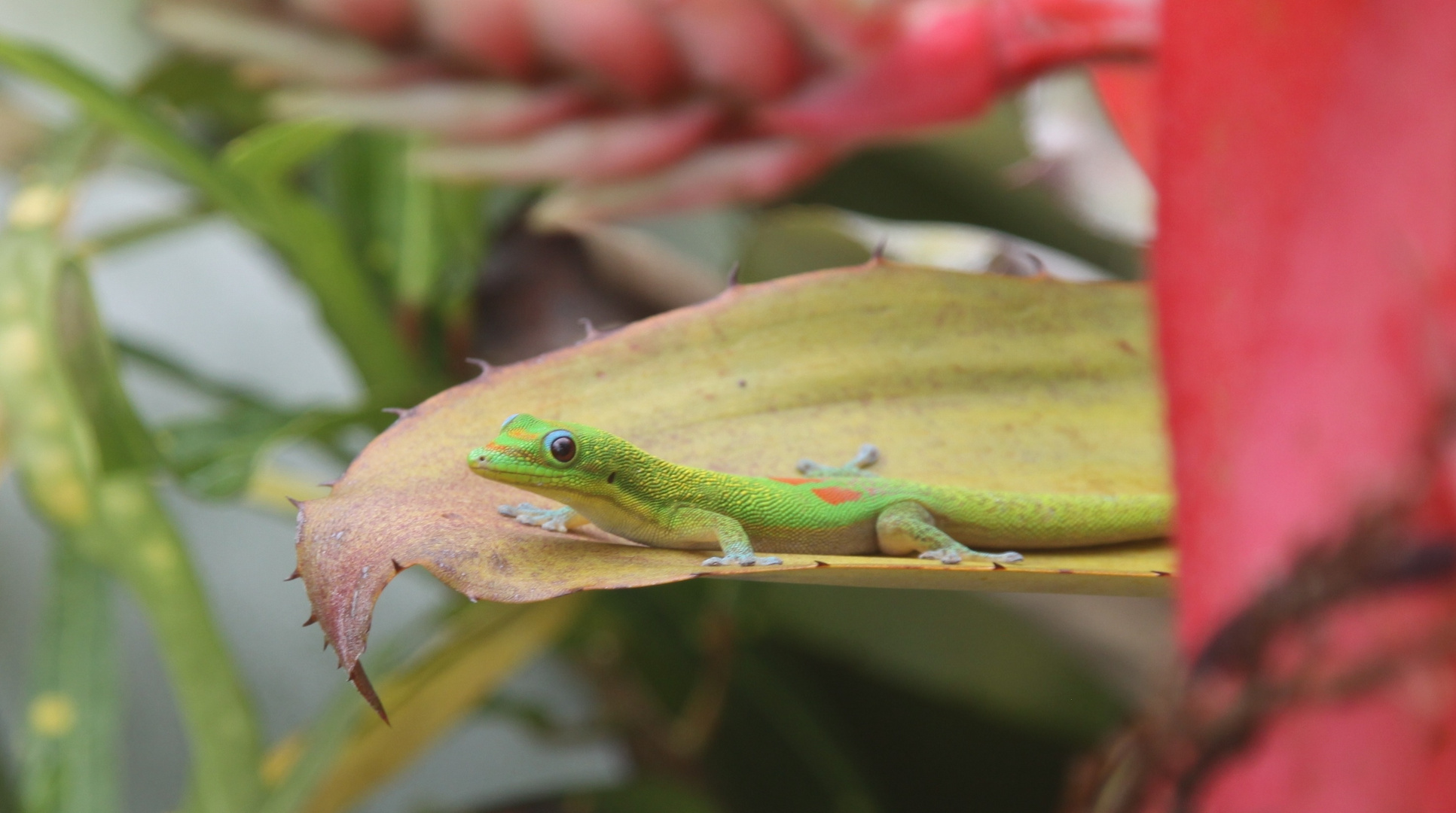 Taggecko in Hawaii