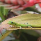 Taggecko in Hawaii