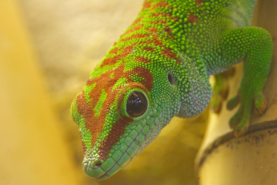 Taggecko (Phelsuma madagascaniensis