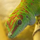 Taggecko (Phelsuma madagascaniensis