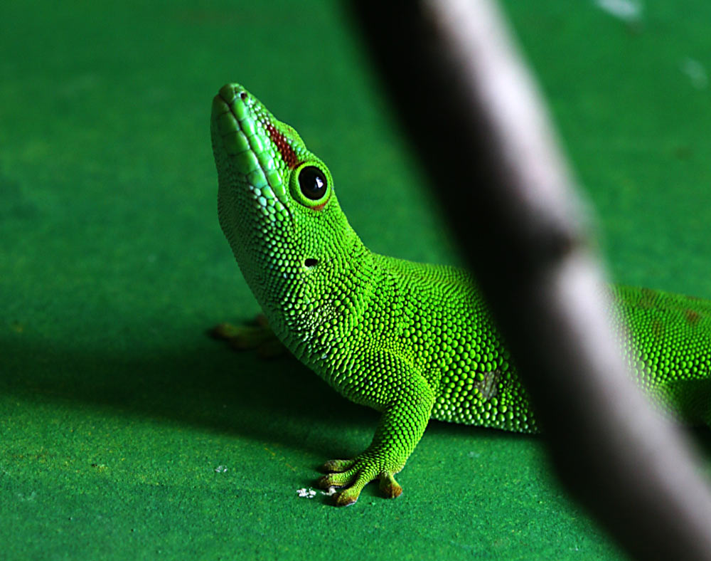 TAGGECKO ZOO AUGSBURG