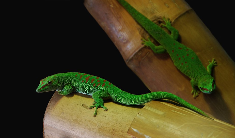 Taggeckos (Phelsuma),