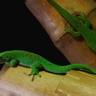 Taggeckos (Phelsuma),