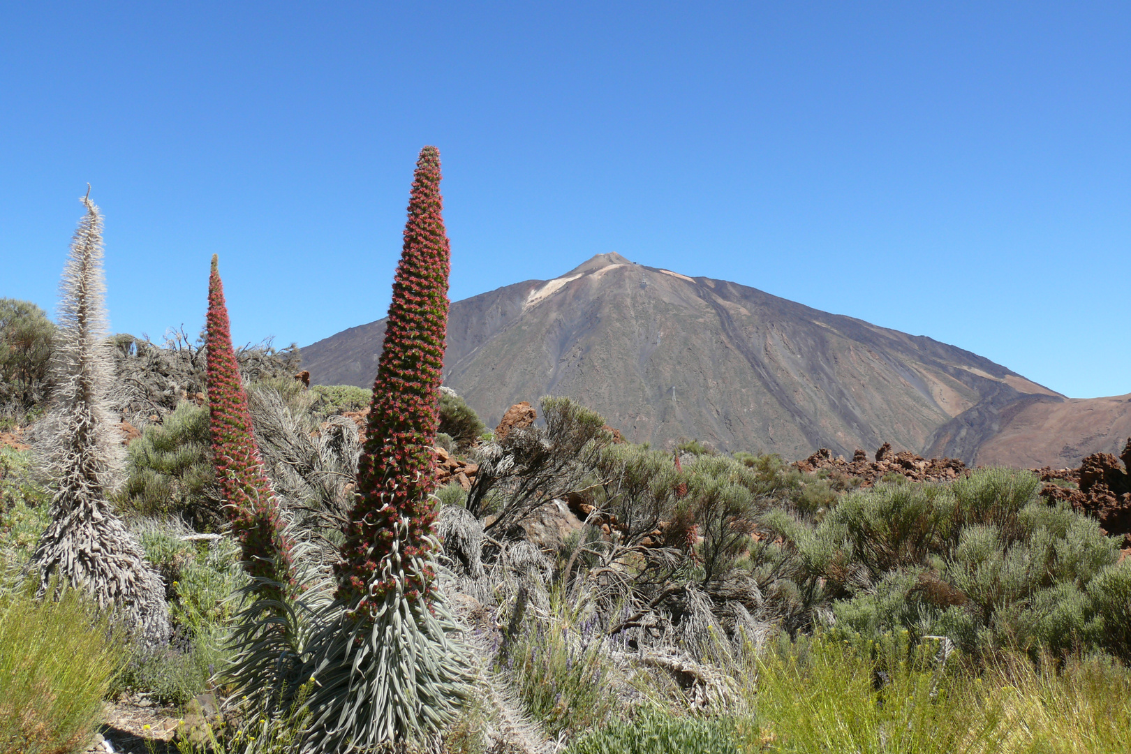 Taginasten am Teide