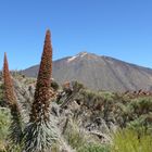 Taginasten am Teide