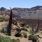 Taginasten in der Caldera