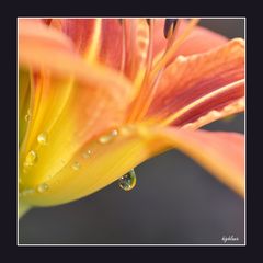 Taglilie am Morgen nach dem Regen