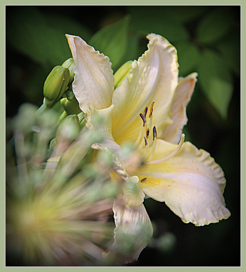 Taglilie "Arctic Snow" mit Allium "Mount Everest"