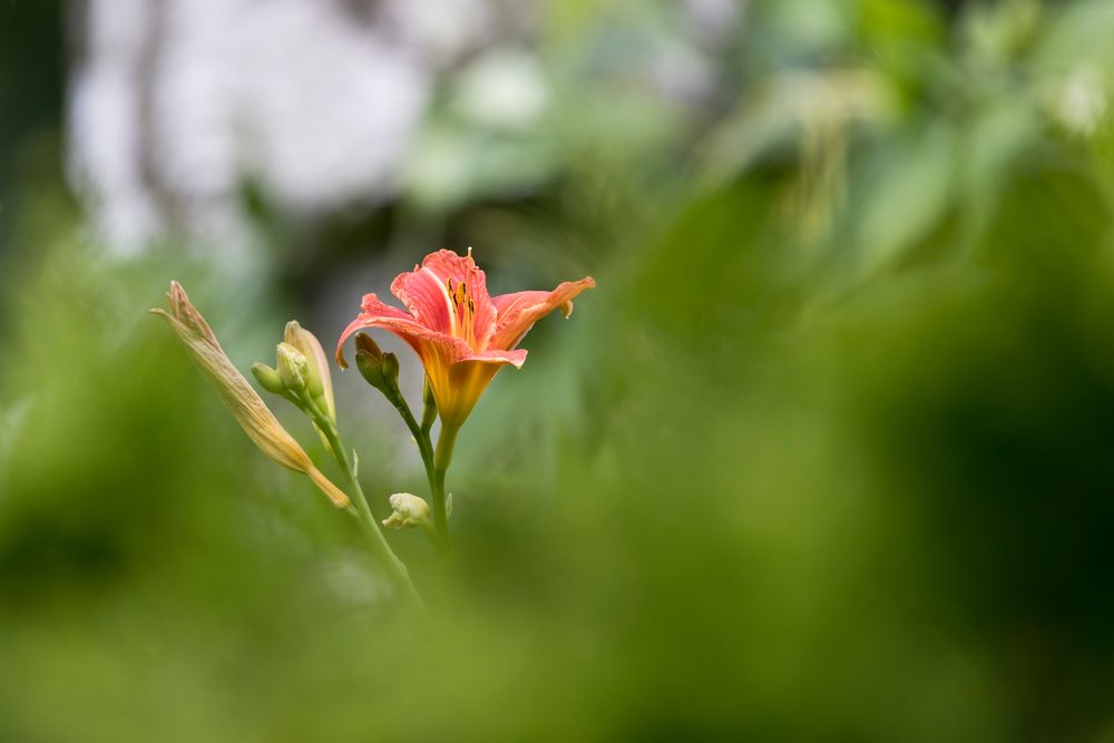 Taglilie aus der Ferne