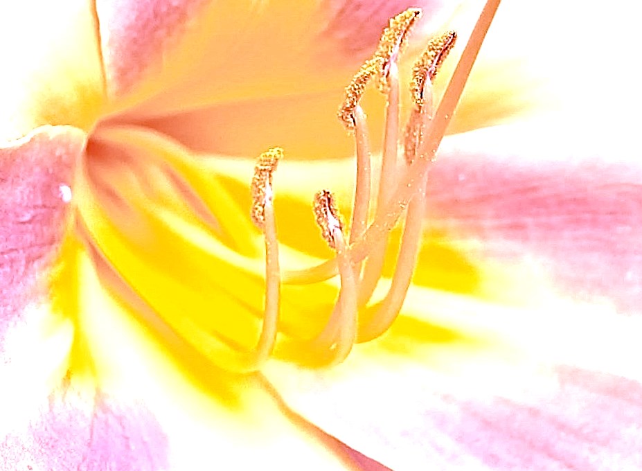 Taglilie - Blütenstempel - Zart und Soft