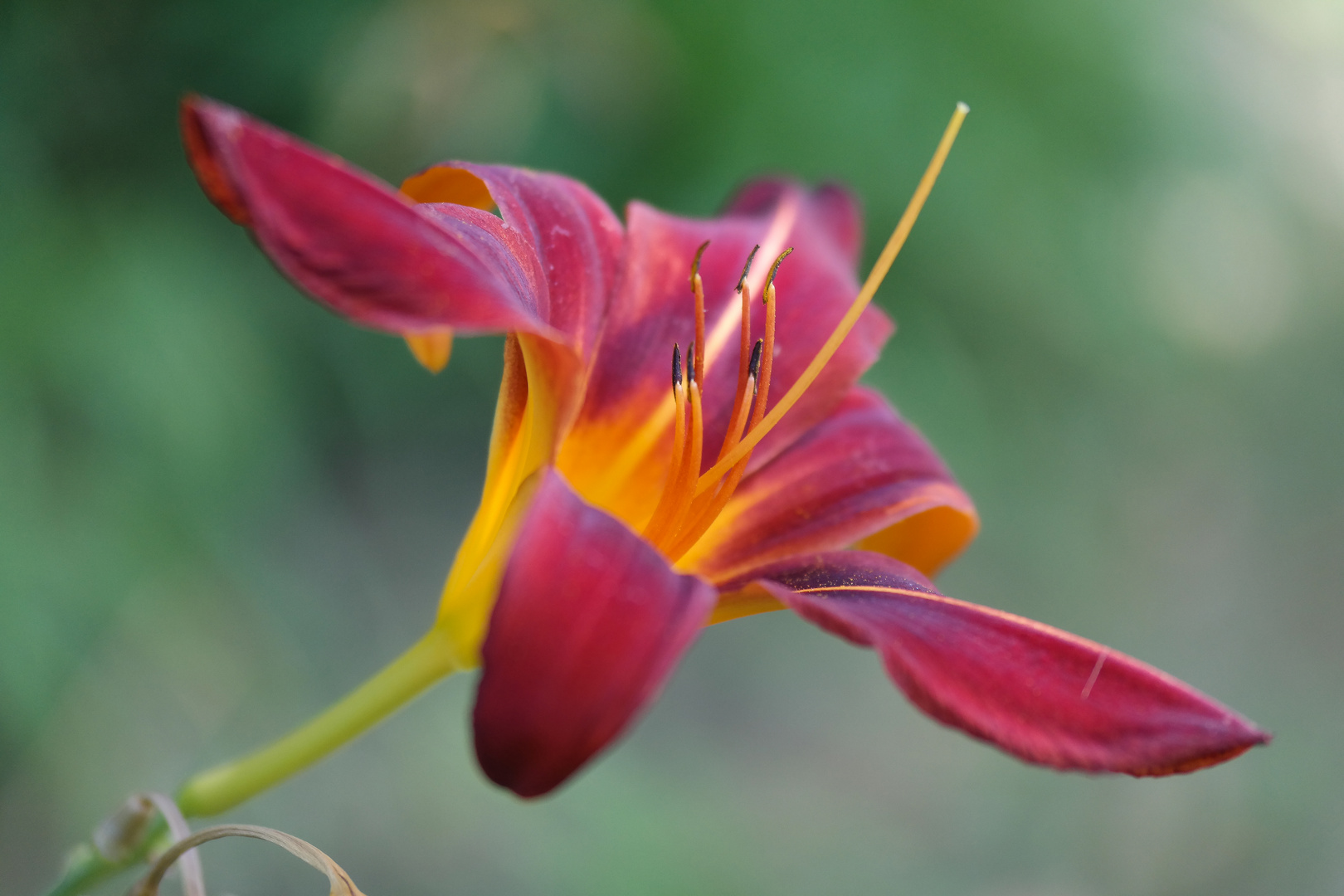 Taglilie ( Hemerocallis).