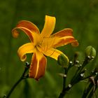 Taglilie (Hemerocallis)