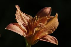 Taglilie (Hemerocallis)