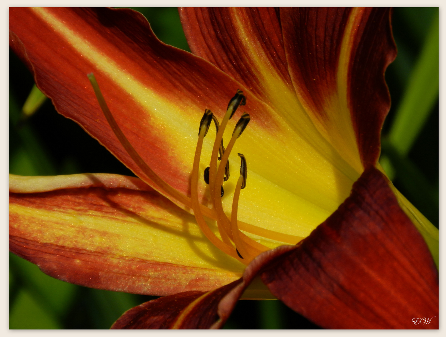 Taglilie - Hemerocallis