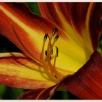 Taglilie - Hemerocallis