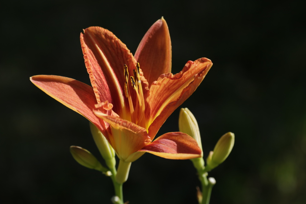 Taglilie (Hemerocallis)