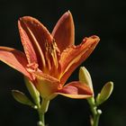 Taglilie (Hemerocallis)