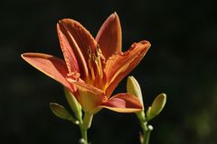 Taglilie (Hemerocallis)