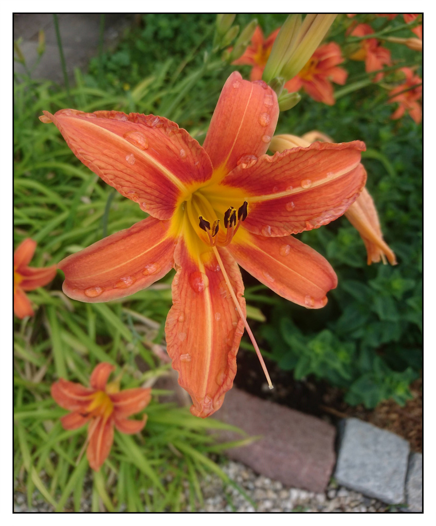 Taglilie ( Hemerocallis )