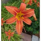 Taglilie ( Hemerocallis )