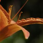 Taglilie (Hemerocallis)