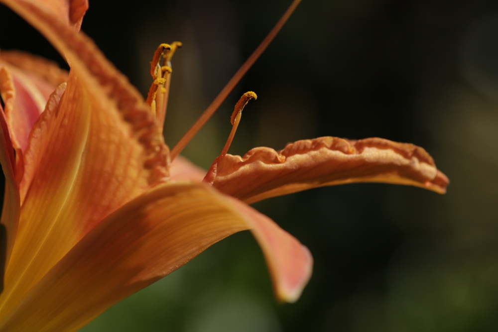 Taglilie (Hemerocallis)